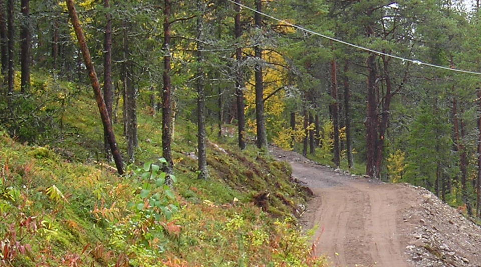 En skogsbilväg