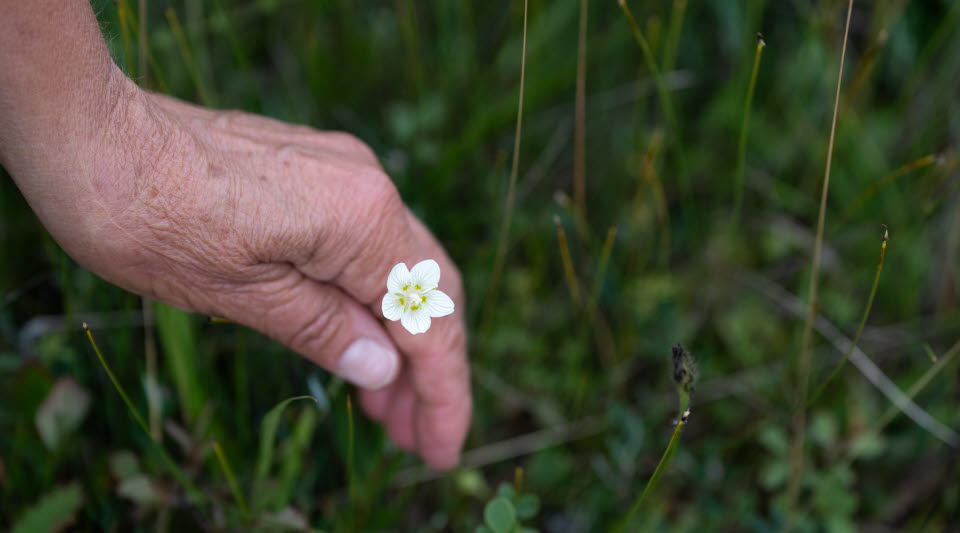 Hand som håller i en vit blomma
