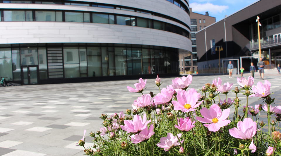 Bild på Kirunas stadshus med rosa blommor i förgrunden
