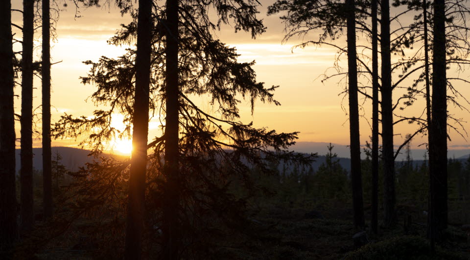 Solnedgång i skogsbrynet