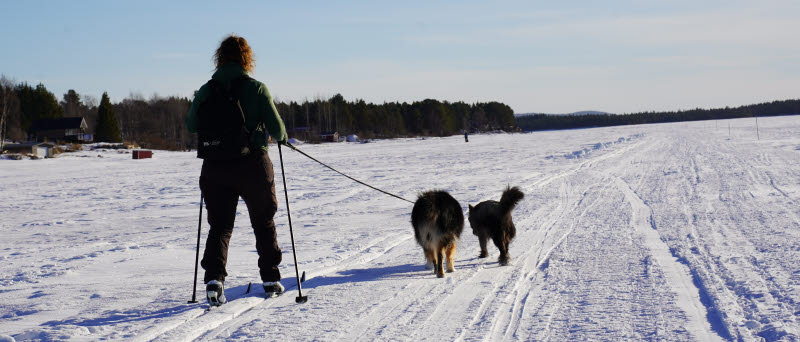 Kvinna åker längdskidor med två hundar jämte sig