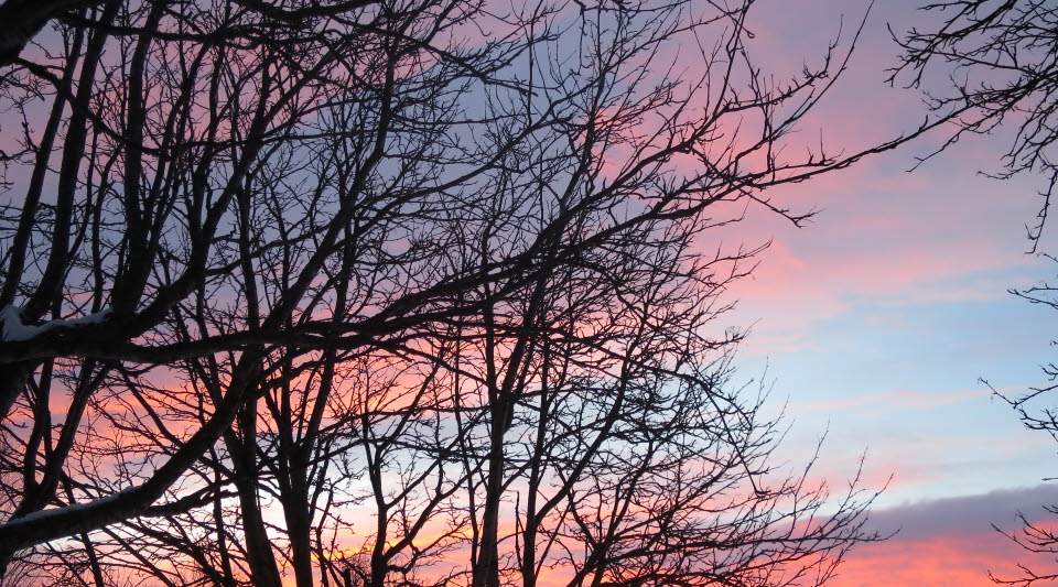 Bild på färggrann himmel och träd