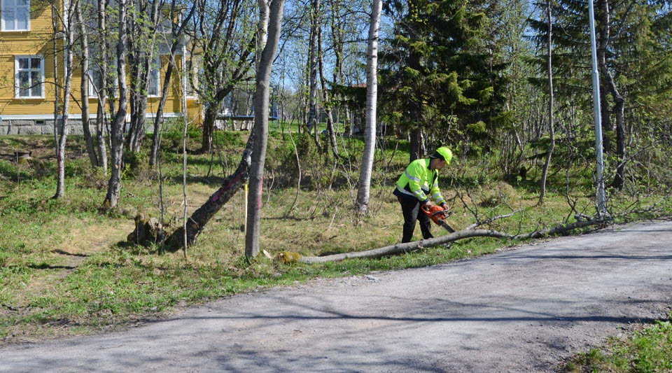 Person sågar ner ett träd.