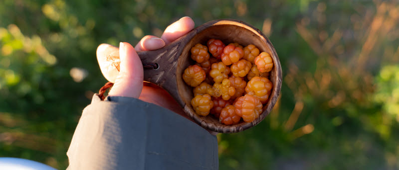 Hjortron. Foto: Klara Enbom Burreau