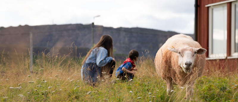 Får och besökare på Mysinge vård- och omsorgsboende