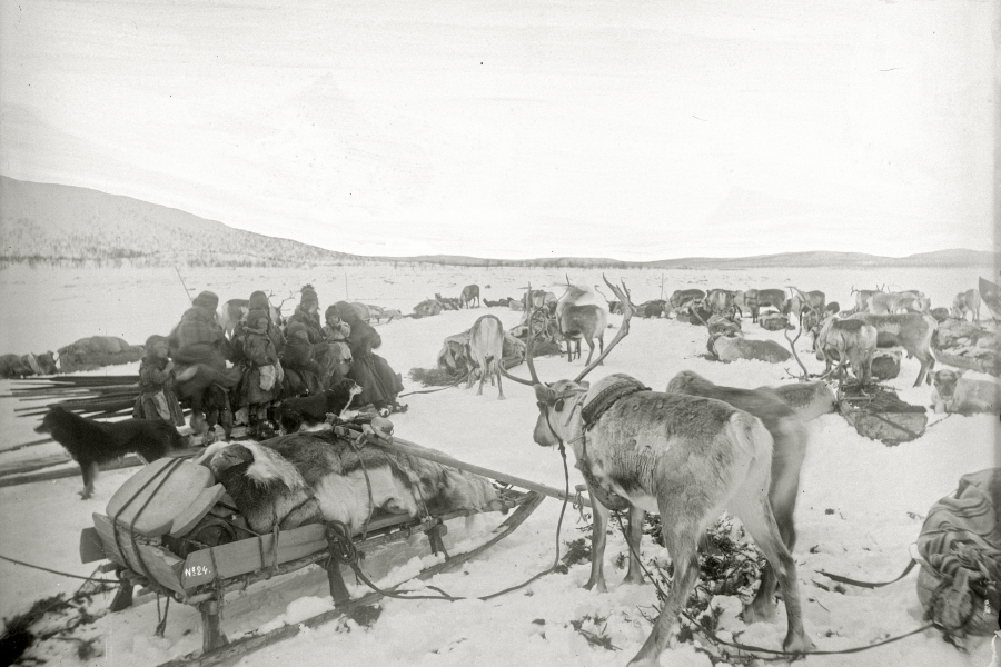 Samer och renar på Luossajärvi år 1900. Foto: Borg Mesch