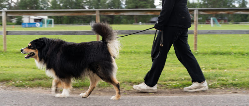 En hund med svart, lång päls i koppel med en svartklädd person några steg efter.