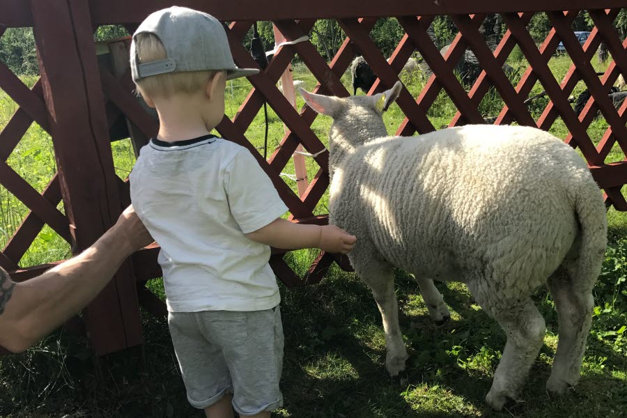 Fotot visar ett barn som klappar ett får.