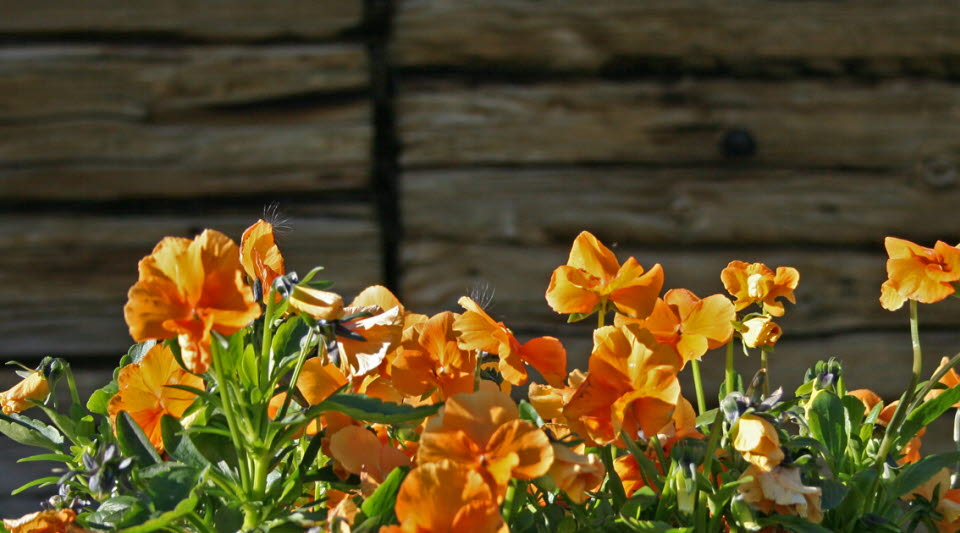 Planterade blommor mot en husvägg